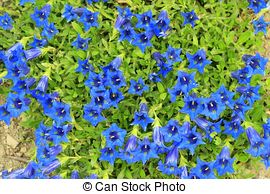 Stock Image of Gentiana acaulis, Stemless Gentian, blue alpine.