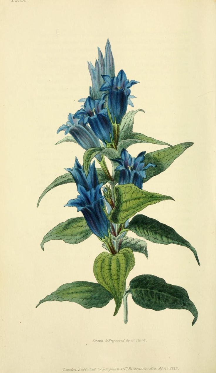 1000+ images about gentian on Pinterest.