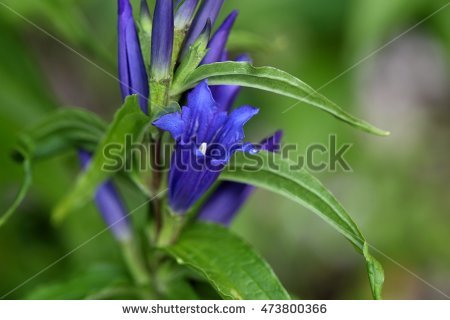 Alpine Gentian Stock Photos, Royalty.