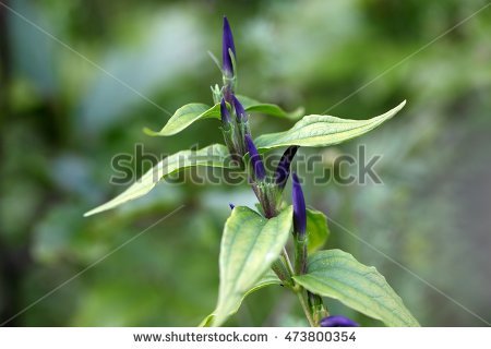 Alpine Gentian Stock Photos, Royalty.