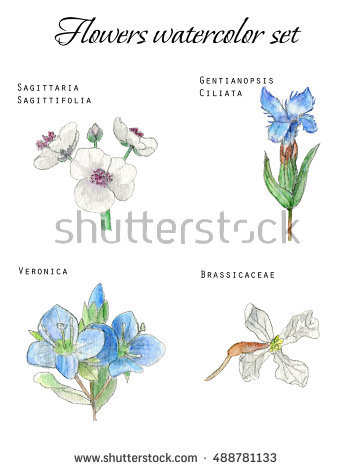 gentianopsis Ciliata" Stock Photos, Royalty.