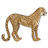 Gepard clipart 20 free Cliparts | Download images on Clipground 2024