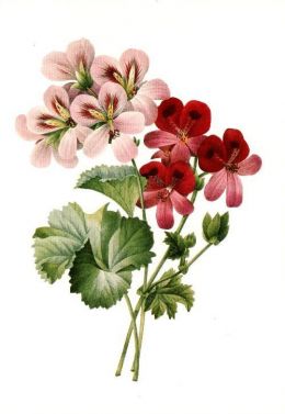 Free Vintage Flowers and Seed Packets Images.