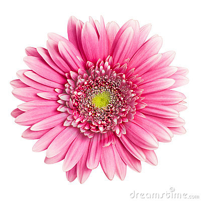 Gerberas clipart 20 free Cliparts | Download images on Clipground 2024