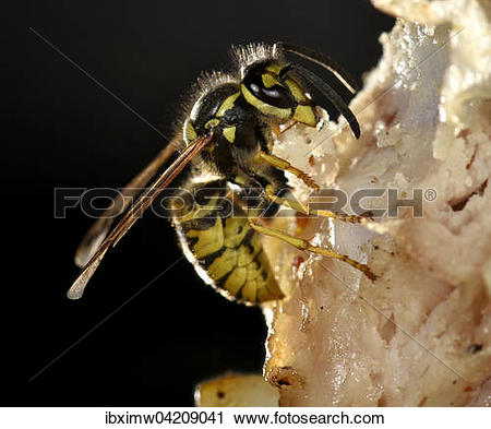 Stock Photography of European wasp (Vespula germanica), sitting.