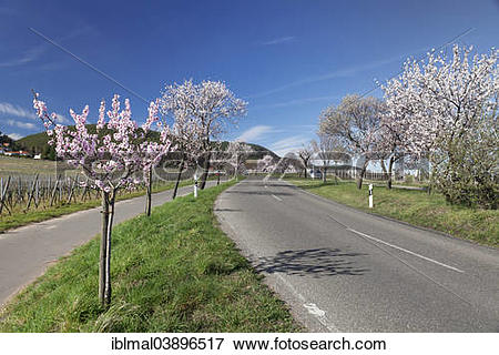 Picture of "Country road, blossoming almond trees, German Wine.