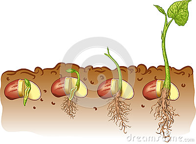 Germination clipart 20 free Cliparts | Download images on Clipground 2023