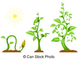 Germination Illustrations and Clipart. 602 Germination royalty.