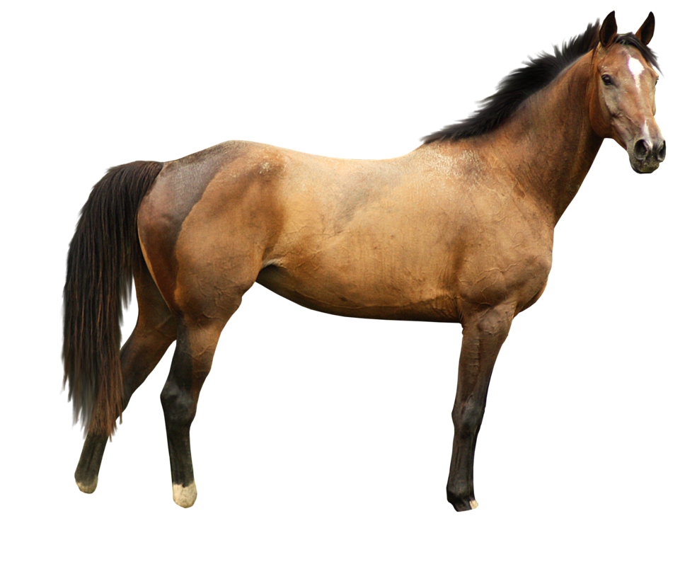 Horse png image, free download picture.