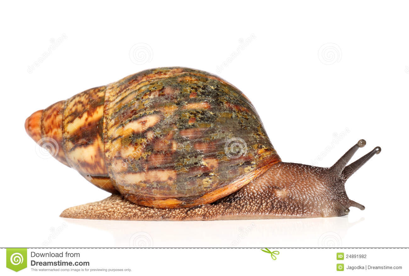 Giant African Land Snail, Achatina Fulica, 5 Royalty Free Stock. Giant African Land Snail, Achatina Fulica, 5 Royalty Free Stock.