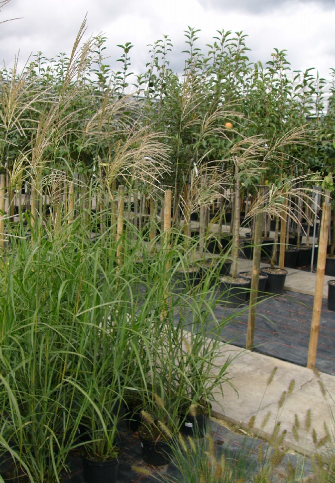 Miscanthus.