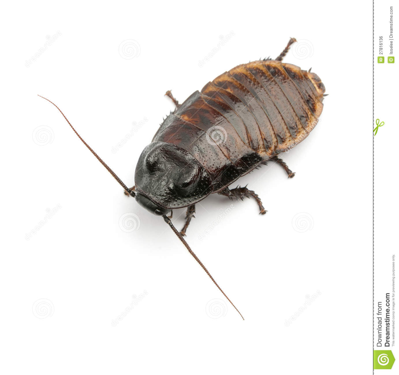 Giant hissing cockroach clipart 20 free Cliparts | Download images on ...