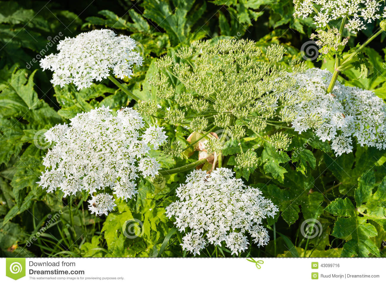 Flowering Giant Hogweed From Close Stock Photo. Flowering Giant Hogweed From Close Stock Photo.