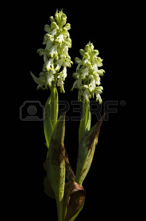 Giant Orchid Images & Stock Pictures. Royalty Free Giant Orchid.
