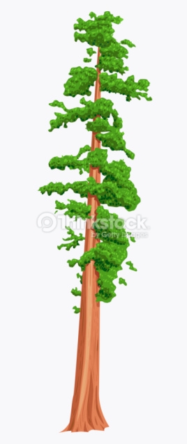 Giant redwood clipart 20 free Cliparts | Download images on Clipground 2024