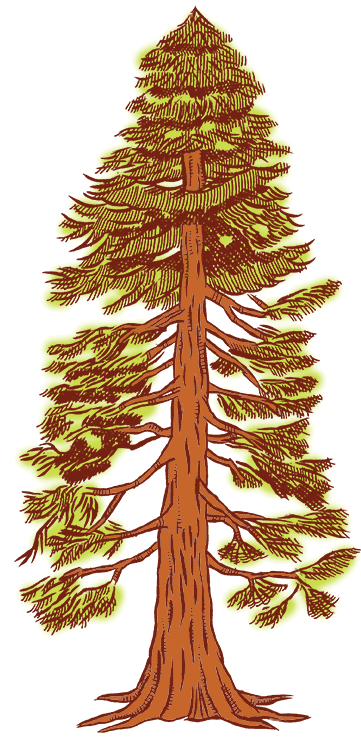 Redwood tree clip art.