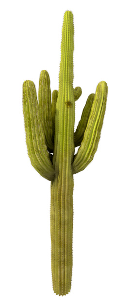 Giant Saguaro Cactus Clip Art, Vector Images & Illustrations.