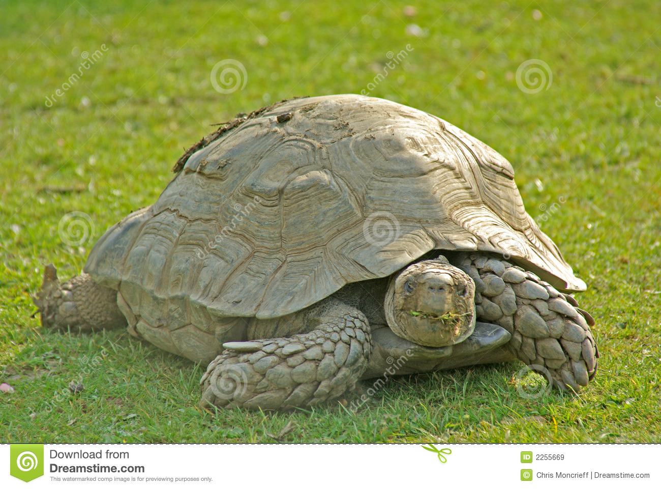 Giant Tortoise Clipart.