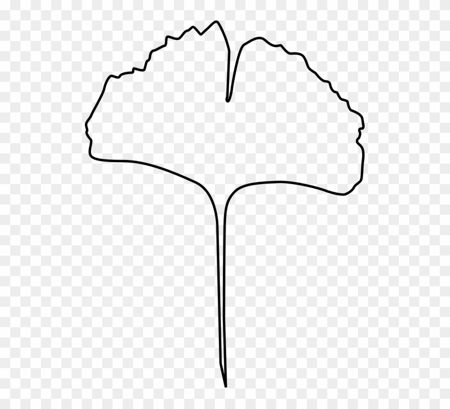 Gingko Leaf, Evolution, Gingko, Leaf, Plant, Tree.