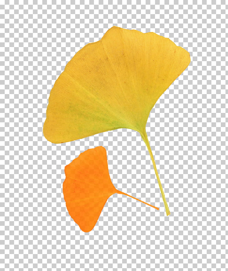 Leaf Ginkgo biloba Autumn Deciduous, Autumn leaves ginkgo.