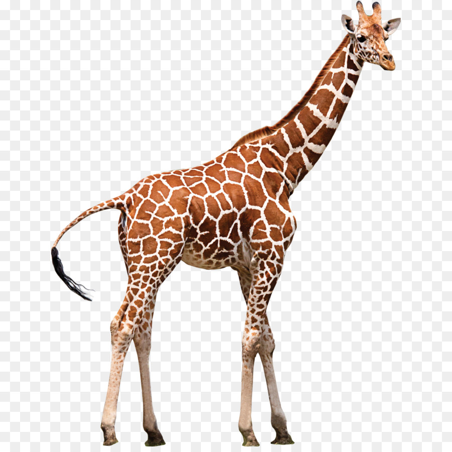 girafa png 10 free Cliparts | Download images on Clipground 2023