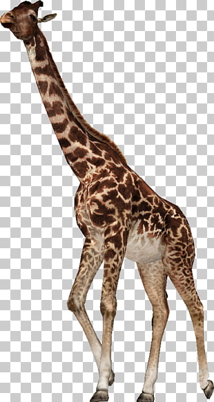 4 giraffas PNG cliparts for free download.