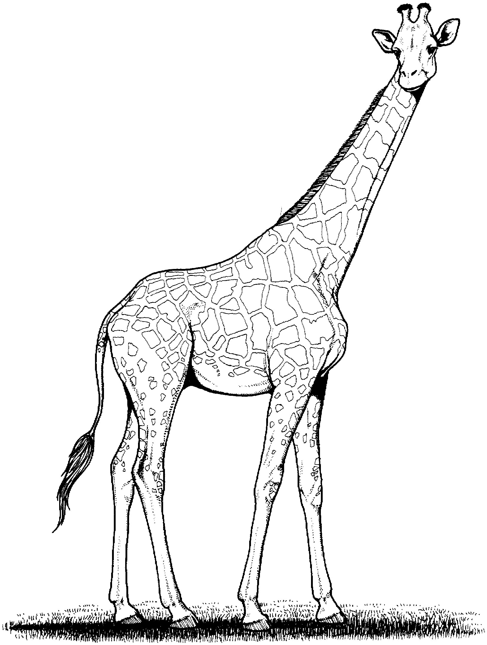 Giraffe Clipart Outline 10 Free Cliparts Download Images On Giraffe Clipart Outline 10 Free Cliparts Download Images On