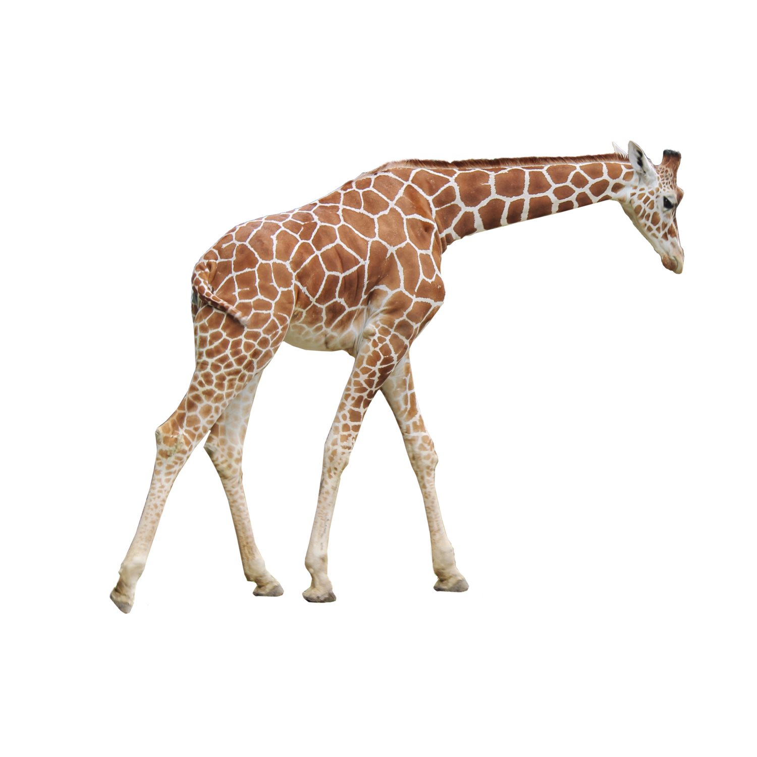 Giraffe PNG Transparent Images, Pictures, Photos.