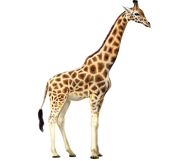 Giraffe PNG Transparent Image #10.