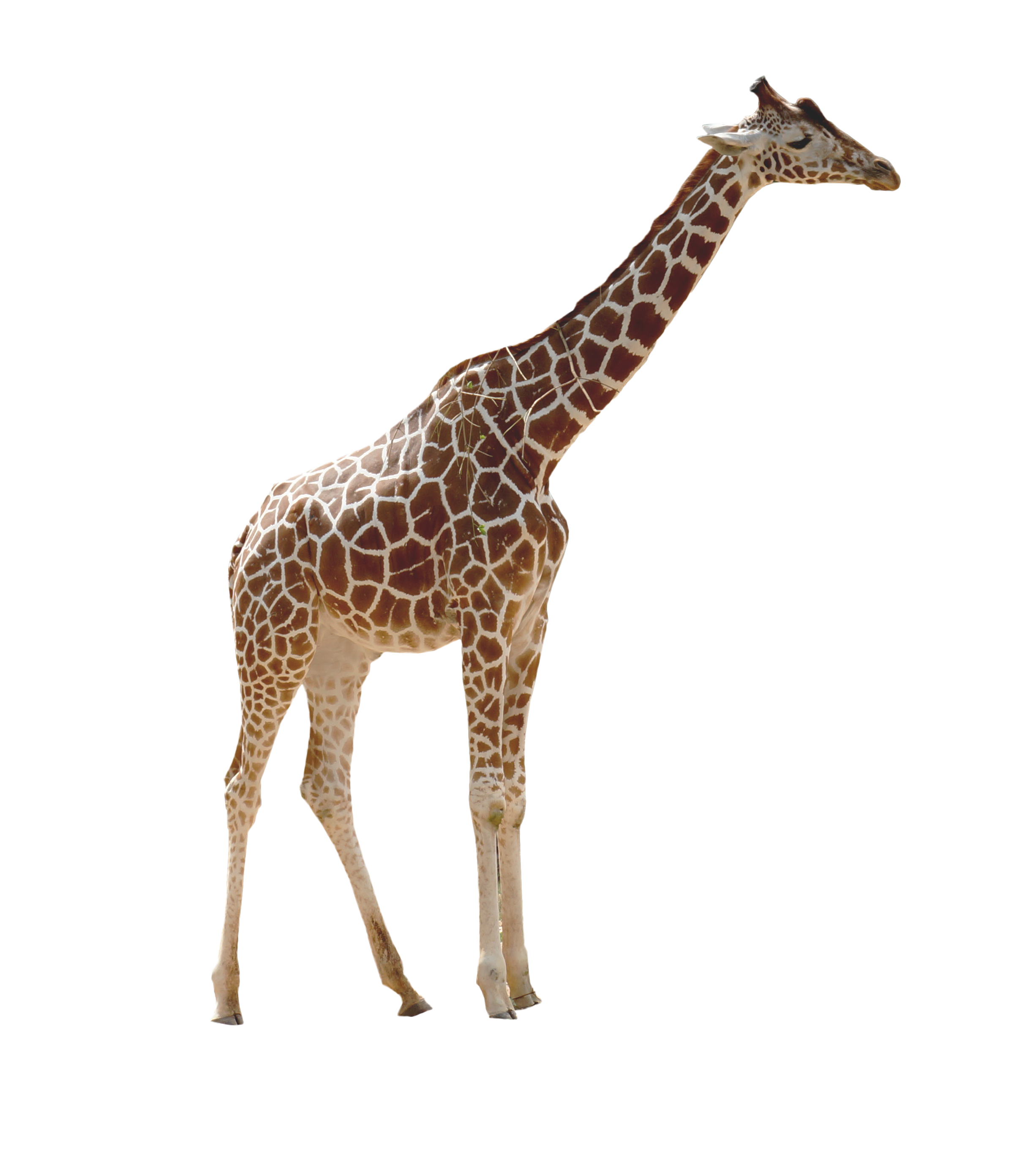 Giraffe PNG Image.