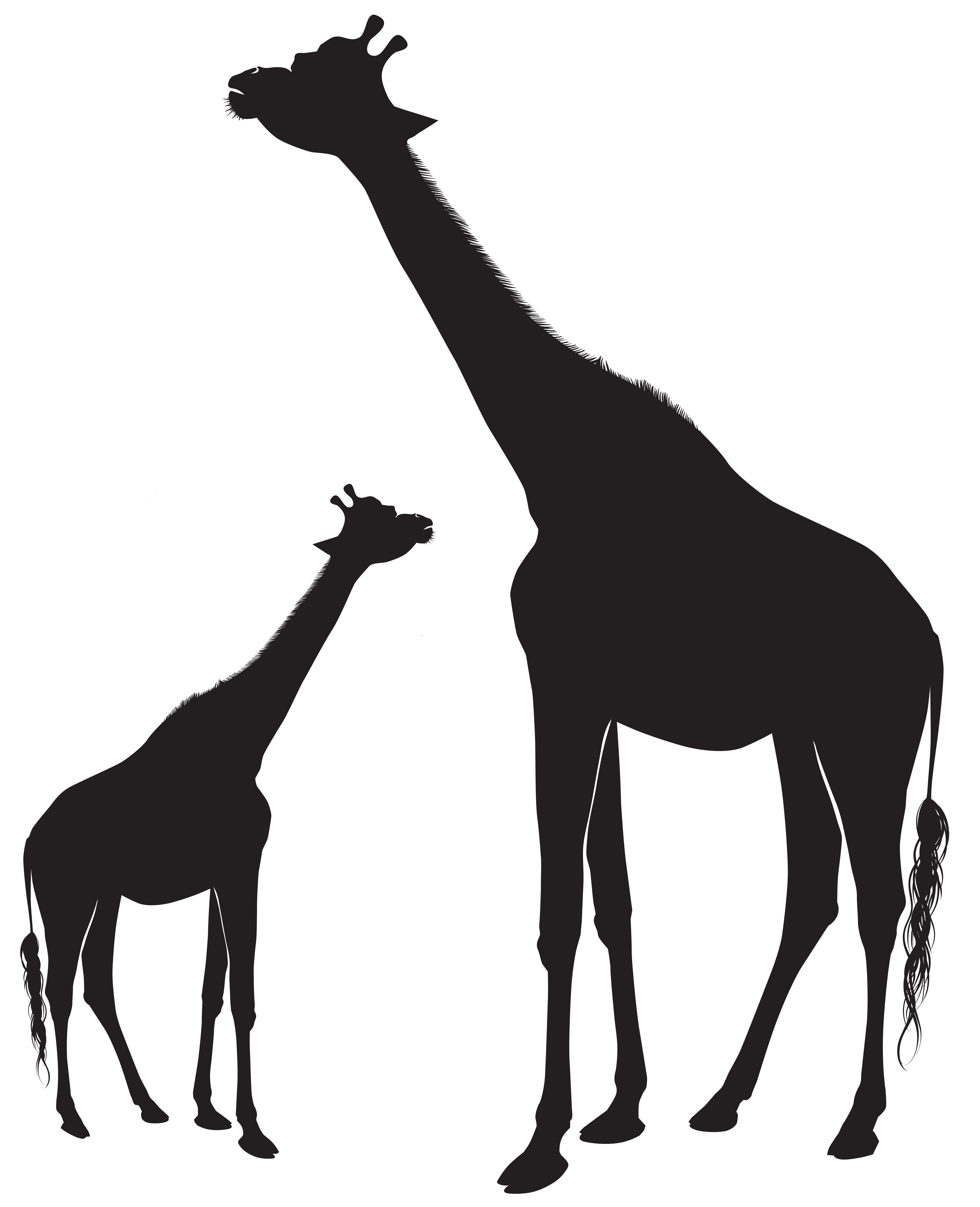 Giraffes Silhouette PNG Clip Art Image.