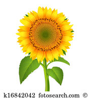 Girasole Grafici Clipart. 7.631 girasole oltre 15 Produttori di.