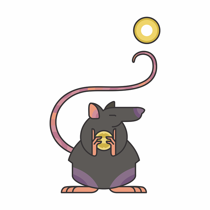 Rat.