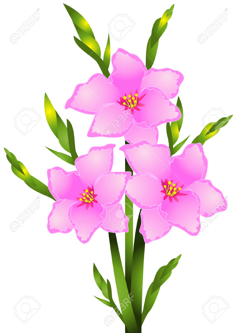 Gladiolus clipart 20 free Cliparts | Download images on Clipground 2022