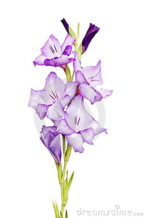 Gladiolus Clipart.