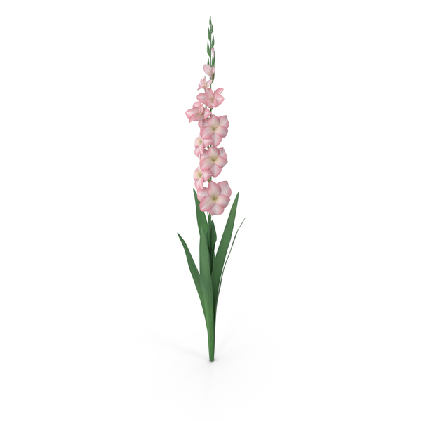 Gladiolus PNG Images & PSDs for Download.