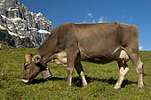 Stock Photography of "Cattle grazing on Urnberboden Alp, summer.