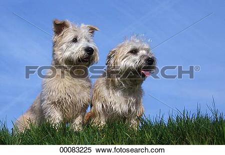 Stock Image of Glen, Imaal, Irish, Irish Glen of Imaal Terrier.