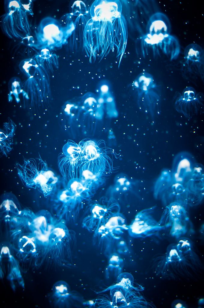 1000+ images about Jellyfish on Pinterest.