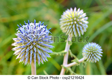Stock Photo of Blue globe thistle (Echinops) in the garden.