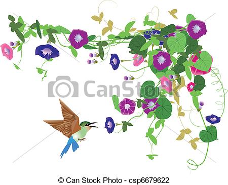 Morning glory Clipart and Stock Illustrations. 384 Morning glory.
