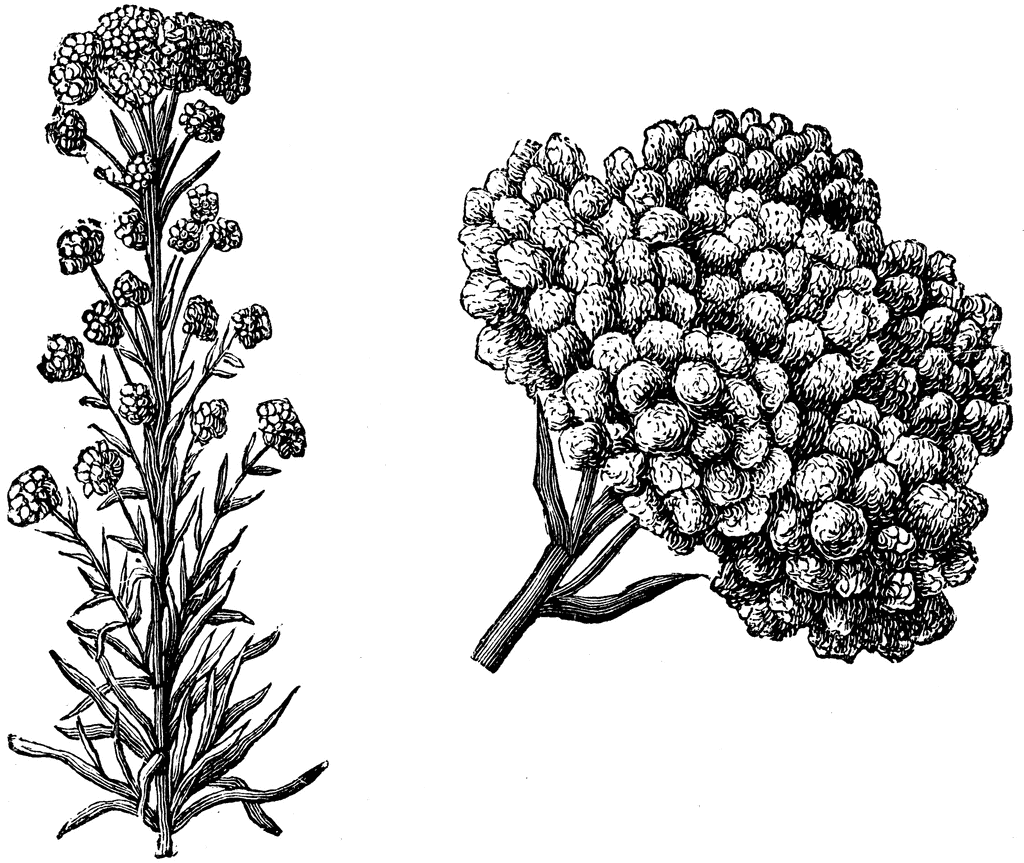Habit and Cluster of Flower Heads of Gnaphalium Decurrens.