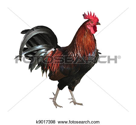 Stock Photo of Chicken k0416334.