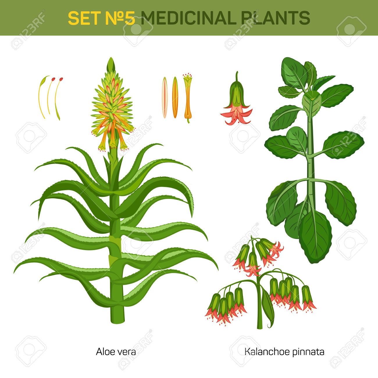 Aloe Vera And Kalanchoe Pinnata Medical Plants. Bryophyllum.