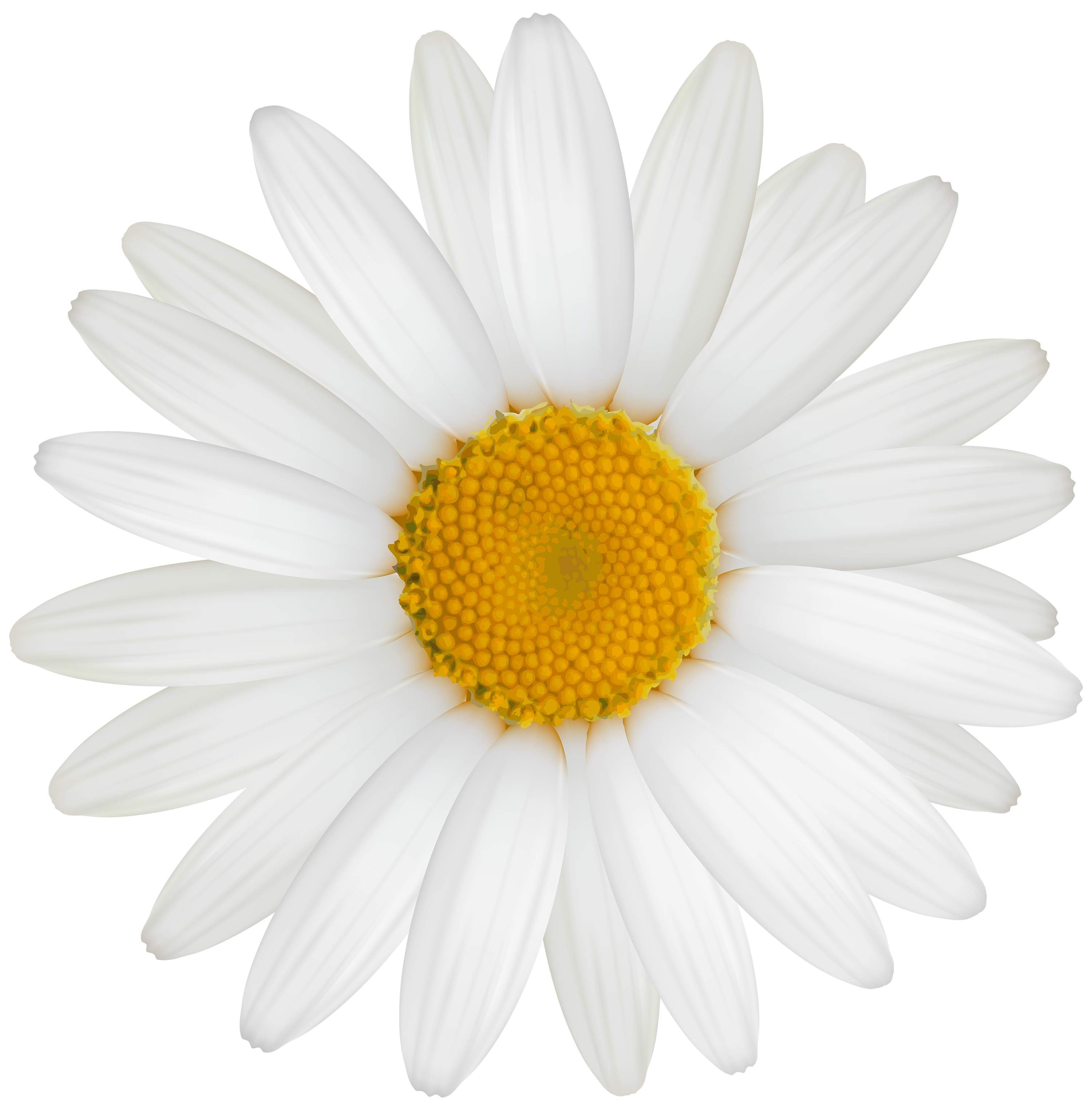 Gerber Daisy Printable Art