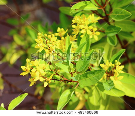 Gold Shower Thryallis Stock Photos, Royalty.