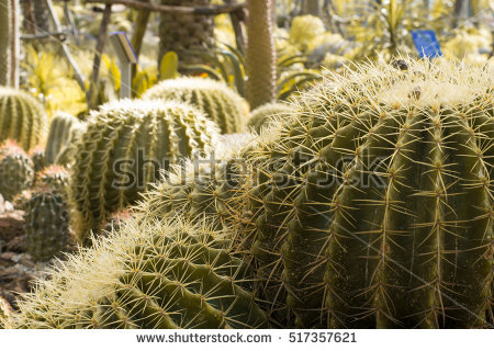 Golden Ball Cactus Stock Photos, Royalty.
