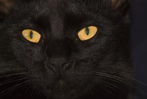 Black Cat Photo Clipart Image.