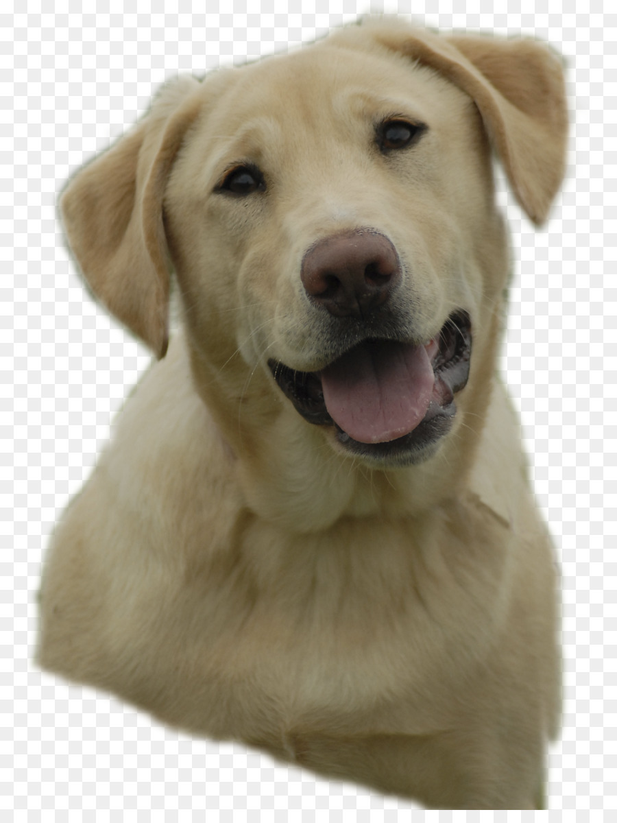 Golden Retriever Background clipart.