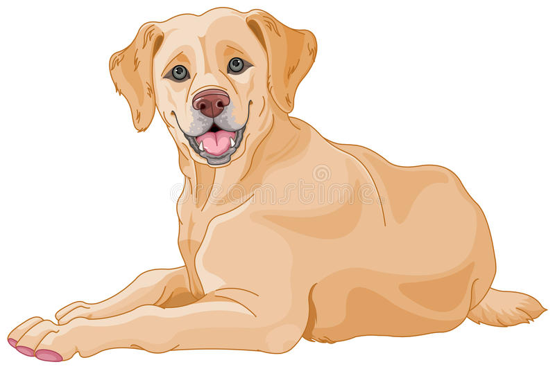 golden lab clipart 10 free Cliparts | Download images on Clipground 2024